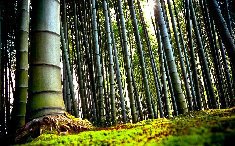 Bamboo Forest Computer and Laptop Backgrounds