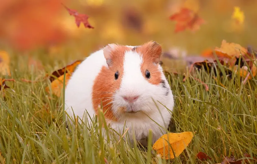Very beautiful photo of a spotted guinea pig with excellent quality 