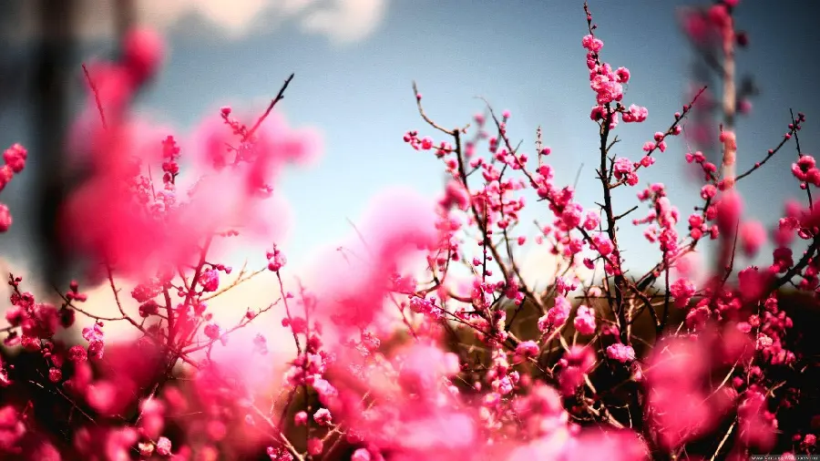 Beautiful and unique background of red flowers Peaches in high quality 