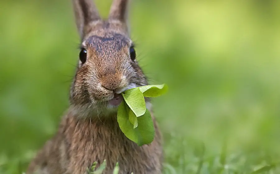 Download a special wallpaper of a wild rabbit eating 