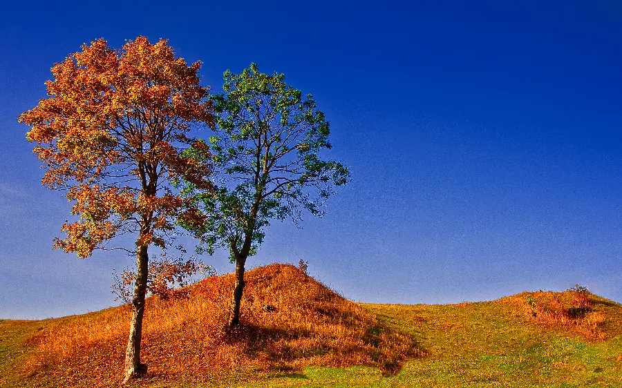 Download a beautiful nature image of two single trees with few leaves 