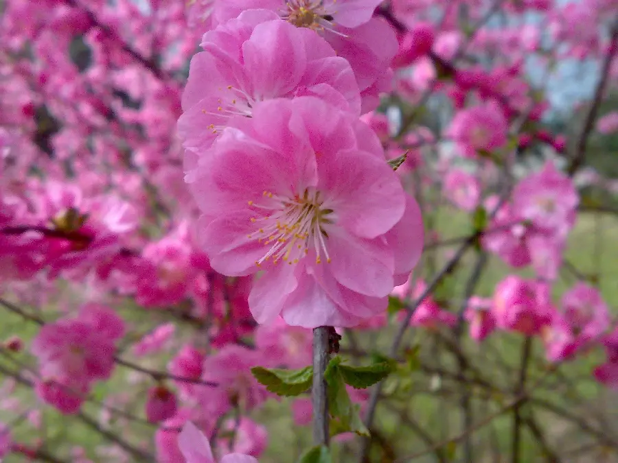 Incredibly beautiful and interesting picture of peach lilac blossoms