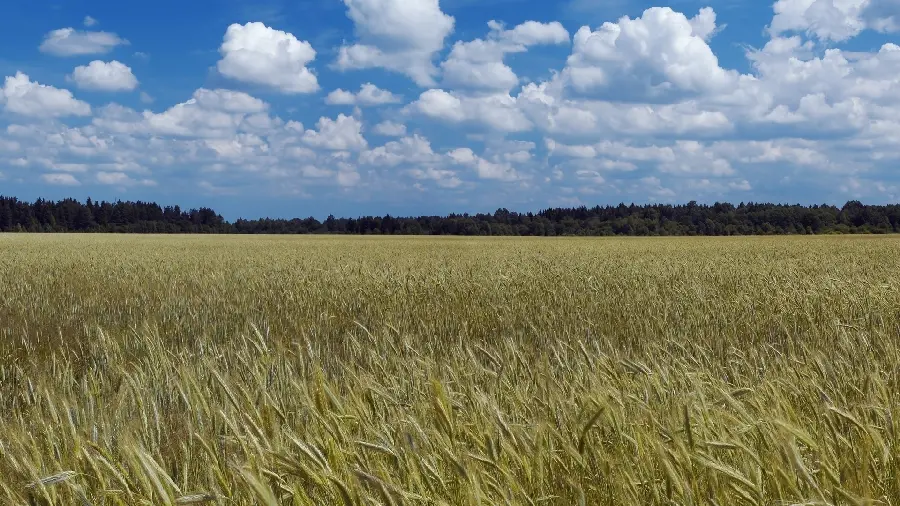 Most viewed 4K file of the nature of a wheat field under a blue sky with interesting clouds
