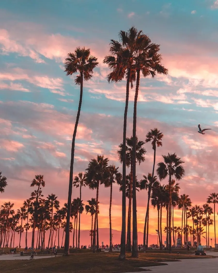 The highest quality photo of a corner in the city of Los Angeles, California with palm trees