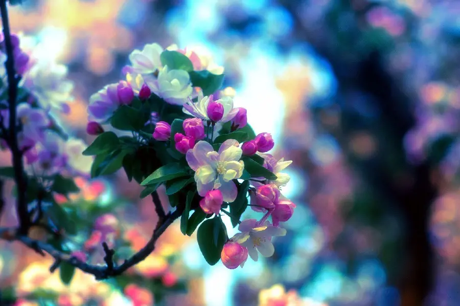Get high-quality colorful stock photos of spring blossoms