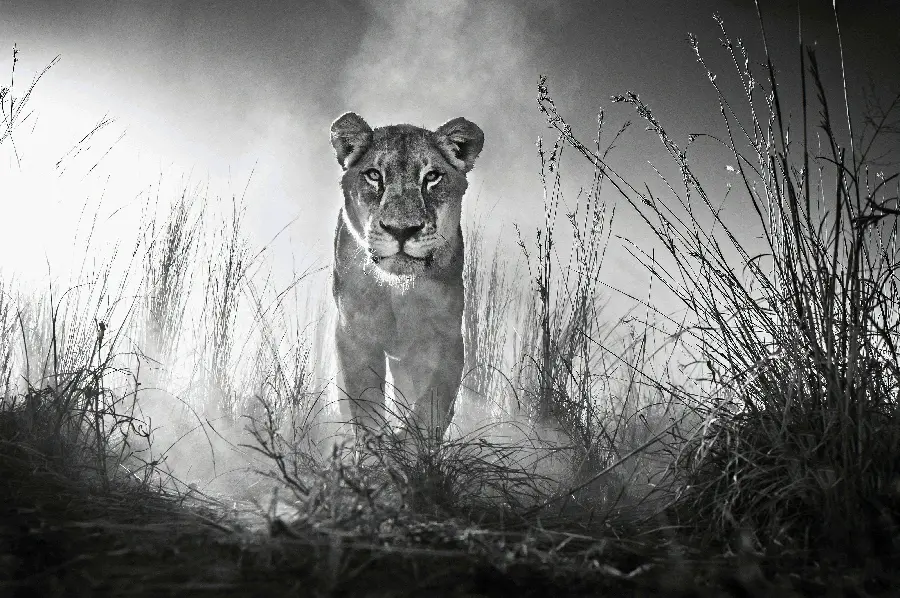 Photoshopped black and white lion image for wallpaper and profile picture