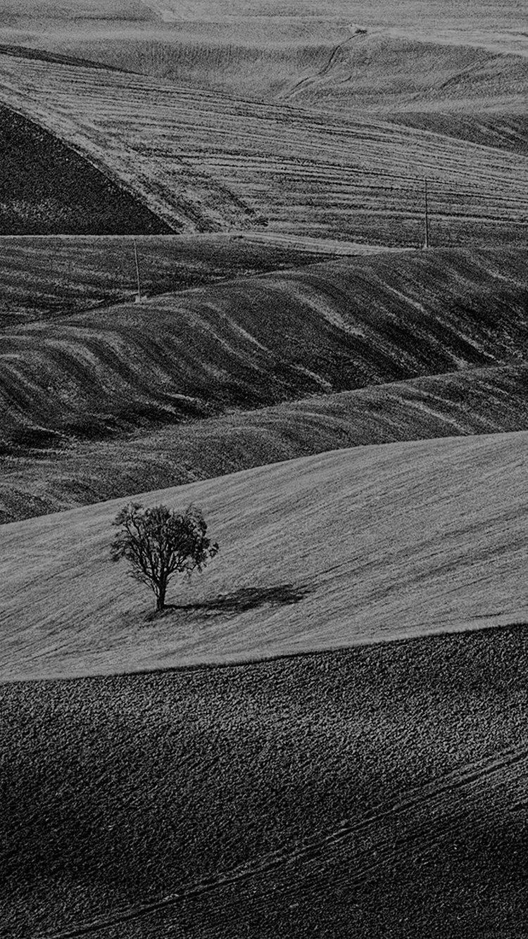  Beautiful black and white photo of a single tree in a large and deserted plain 