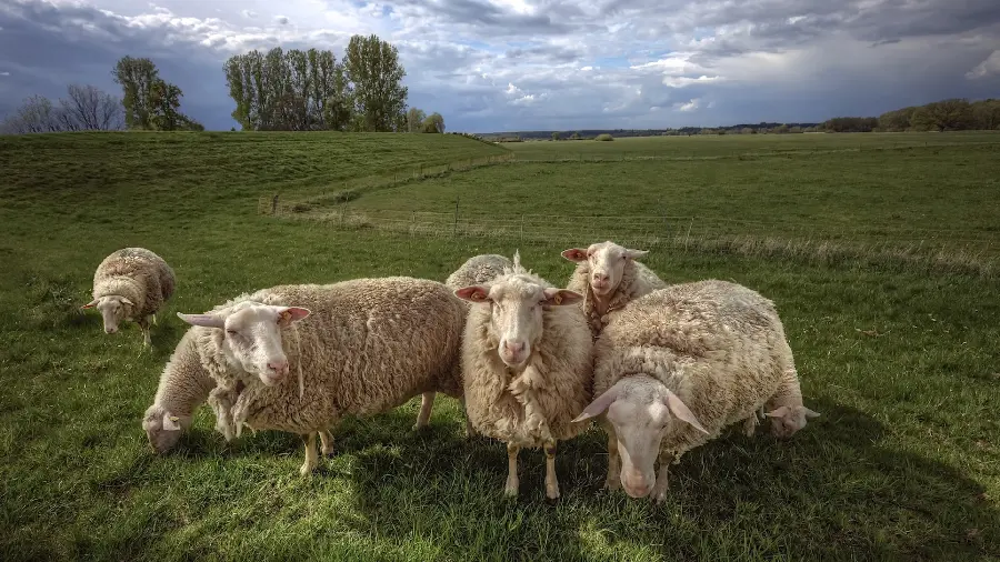 Download a very beautiful picture of sheep in the heart of nature 