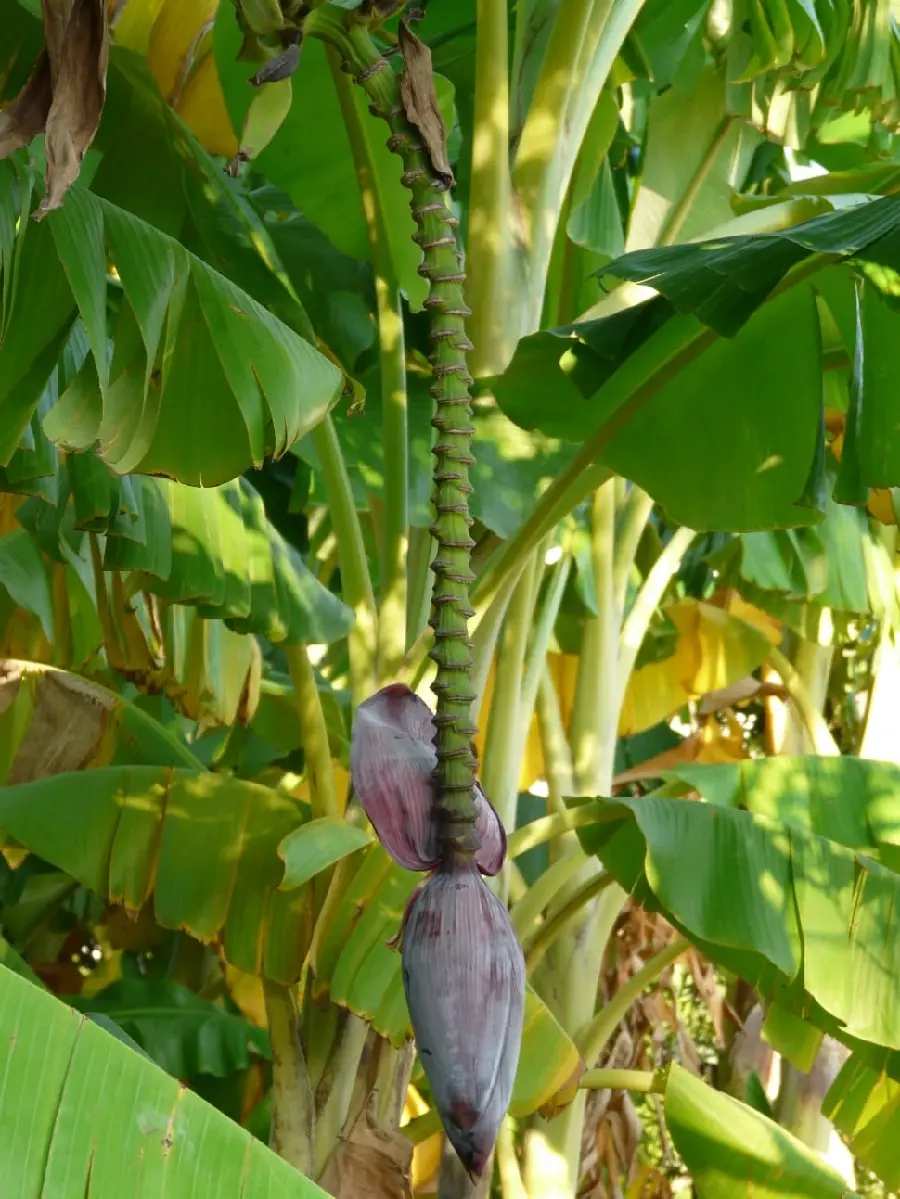Download Branch of Banana Wallpaper Amazing banana tree with properties in traditional medicine