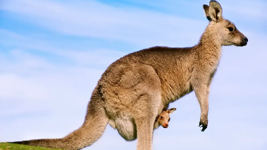 Download a very beautiful photo of a kangaroo girl's photo 