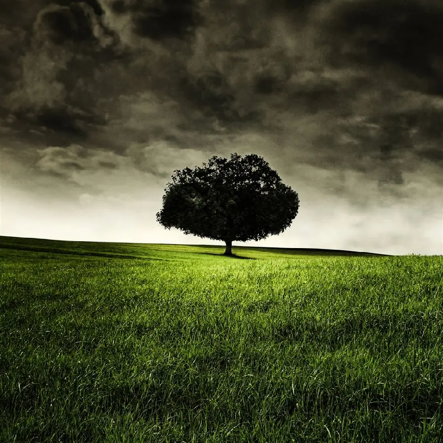  Interesting photo of a lonely tree in a beautiful green nature with a gloomy cloudy sky