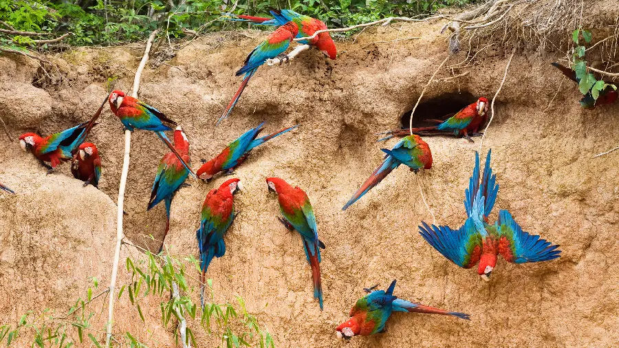 Download a very beautiful and spectacular photo of colorful birds