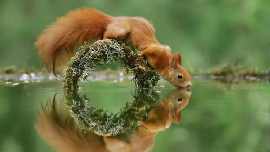 The most beautiful photo of a cute and beautiful red squirrel drinking water