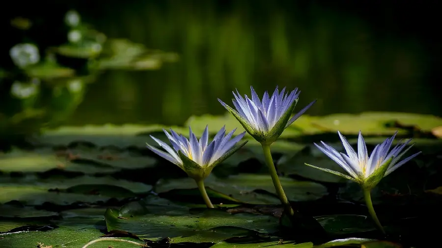 Download a very beautiful photo of a purple flower with high quality