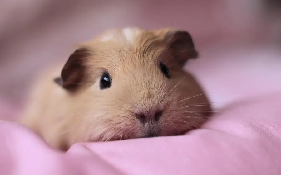 Incredibly beautiful wallpaper of a guinea pig on a pink mat