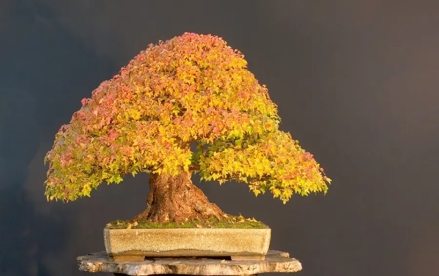  Photo of a bonsai tree with amazing yellow leaves
