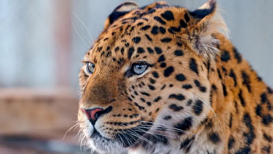 The most attractive and high-quality stock photo of the leopard's face