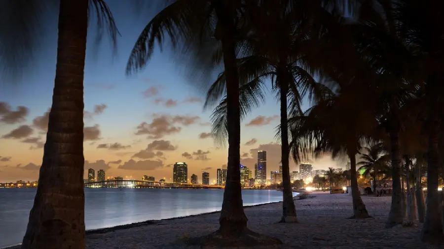 A night view of Los Angeles and palm trees on the city beach