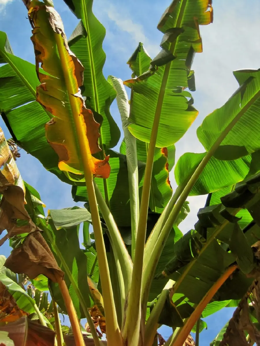 A heartwarming background of yellow and wilted branches of a banana tree