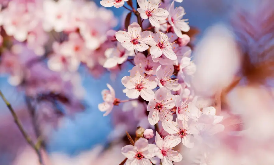 A pleasant and dreamy wallpaper of pink and spring apple blossoms