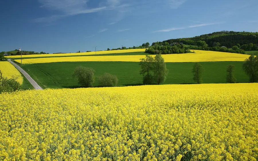 Boyish profile photo of pristine spring nature from the yellow flower plain