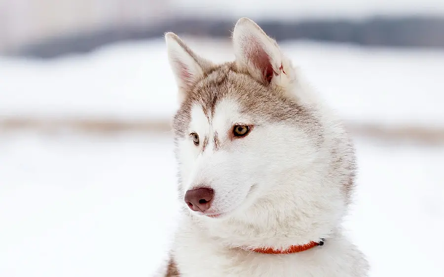  An interesting and spectacular image of a beautiful white husky with a beautiful red collar 