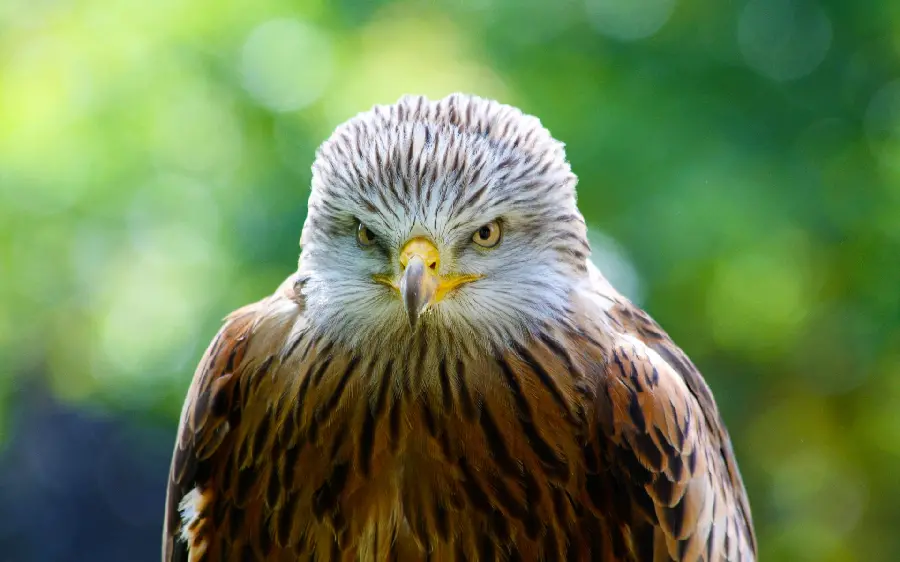 Amazing and interesting picture of a sad eagle in the heart of nature