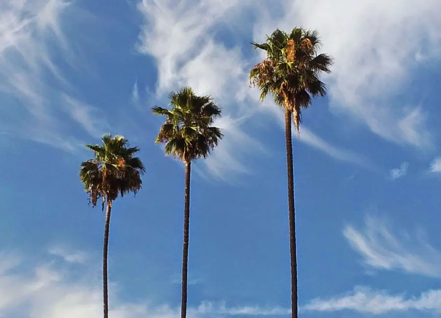 Image of tall palm trees during a hot summer day