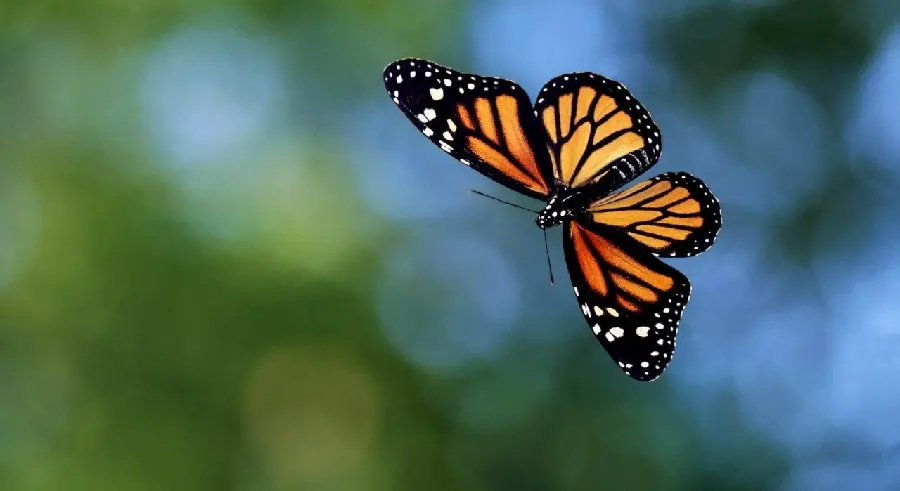 Poster Beautiful and emotional Monarch butterfly in nature suitable for printing