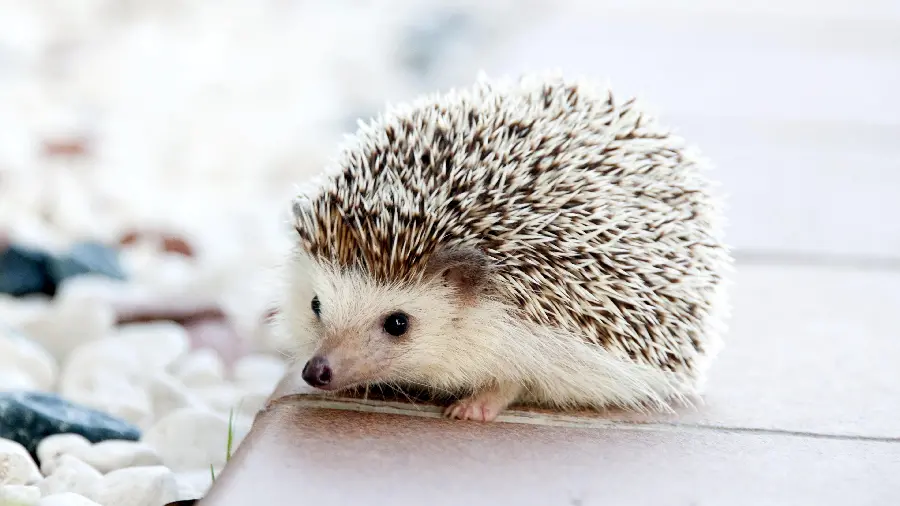 Cute little black and white hedgehog background for those with good taste