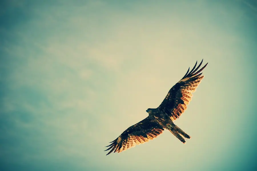 Photo of a wild and beautiful bird in the sky for creating a photo caption