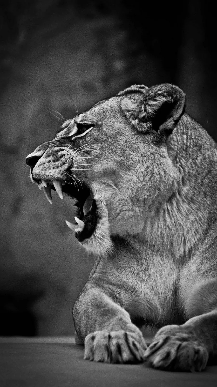 The scary roar of a female lion in a Full HD black and white frame