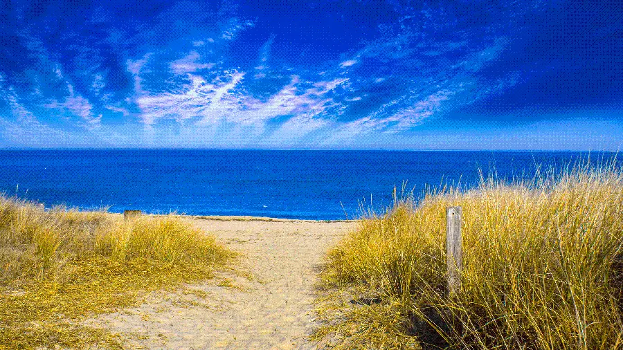 Get a lovely background of the blue ocean and wild bushes 
