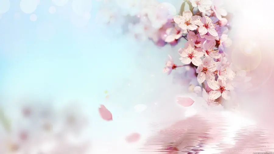 Unique and spectacular wallpaper of white and pink blossoms