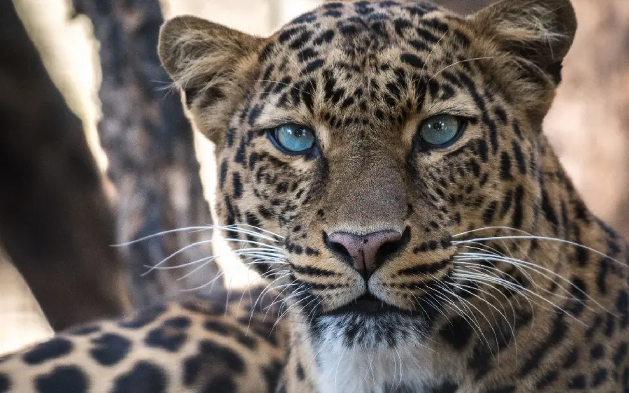 The most professional wallpaper of a leopard with gray eyes from a close-up