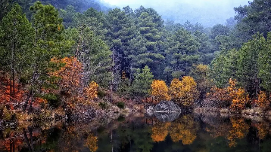 A very beautiful and spectacular photo of beautiful and full trees for computer images 