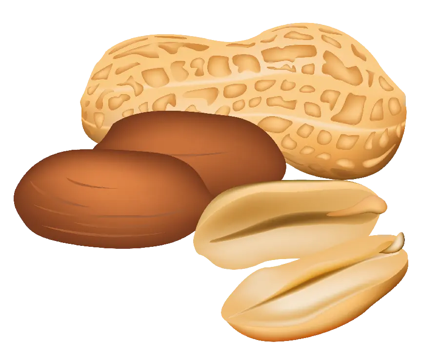 The most beautiful peanut png in shell Cartoon