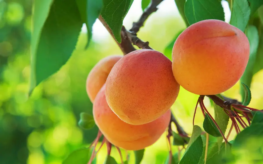 Super cute peach tree poster for printing in the grocery store 1402