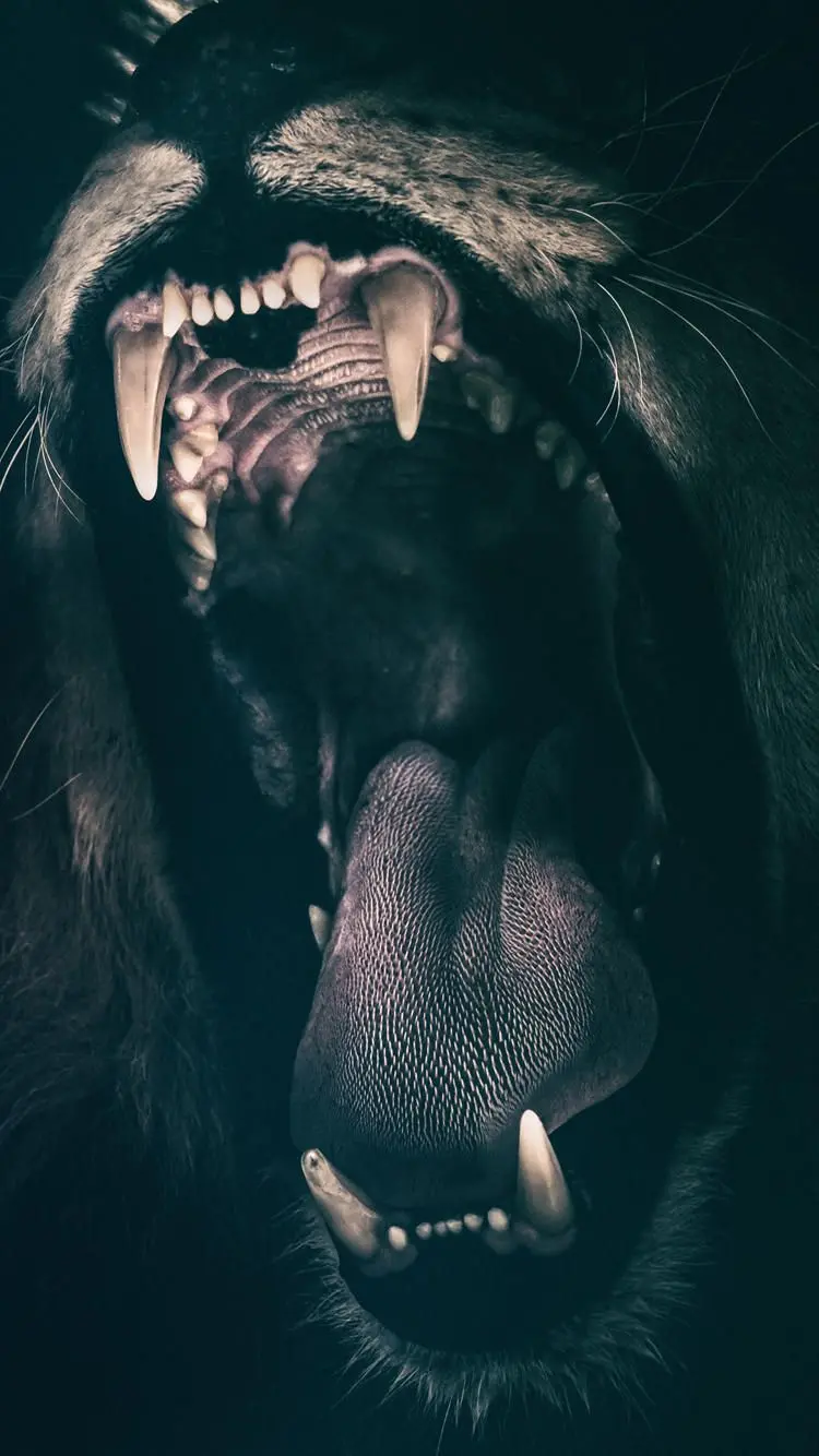 Awesome Boyish Photo of Angry and Angry Lion Roar for iPhone