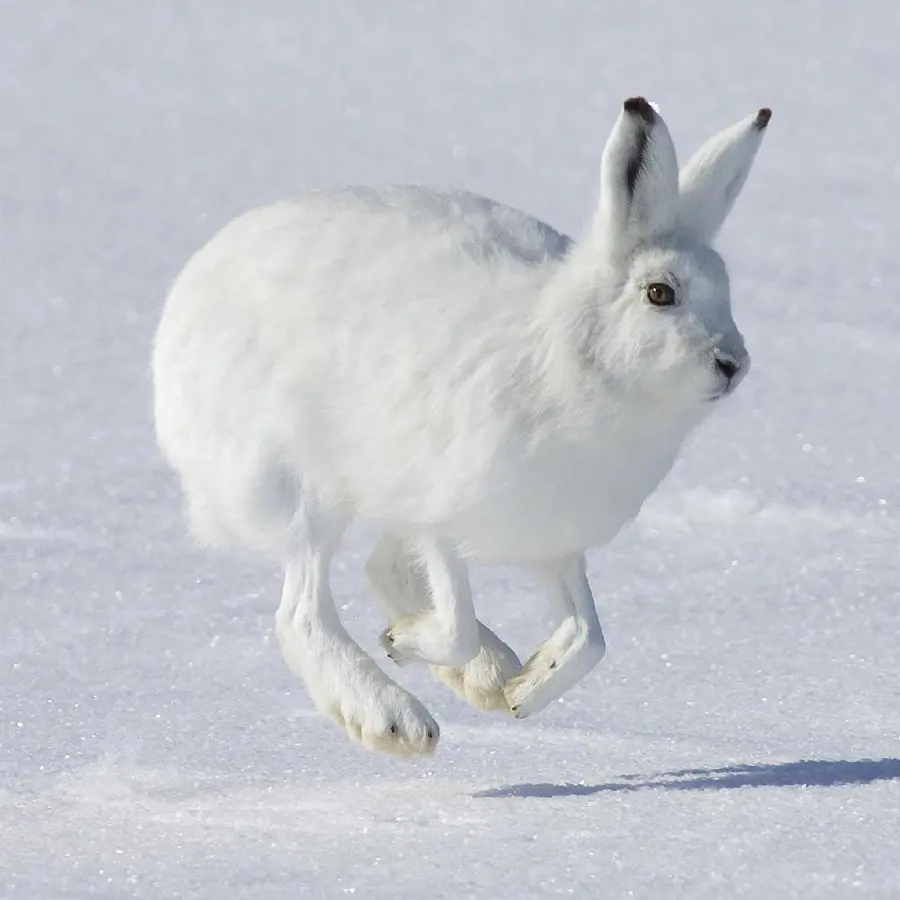 A very spectacular view of the white rabbit in the snowy and wild areas
