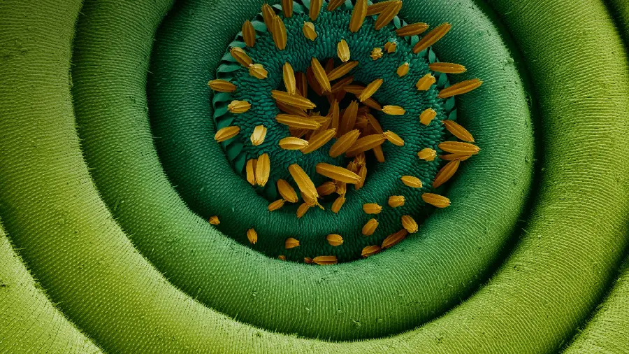 High quality green plant background from a very close-up