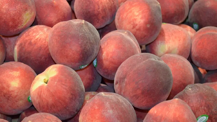 Refreshing wallpaper of freshly picked peach fruit for desktop