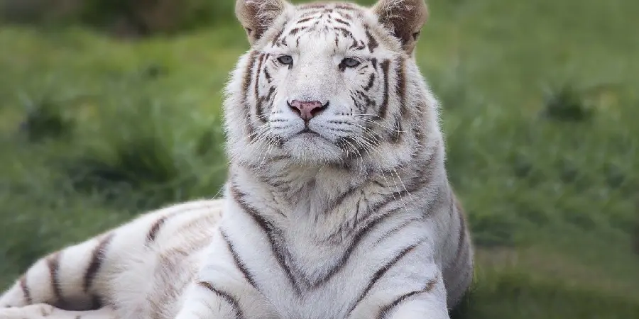 A pleasant and beautiful portrait of a rare white tiger in nature in high quality