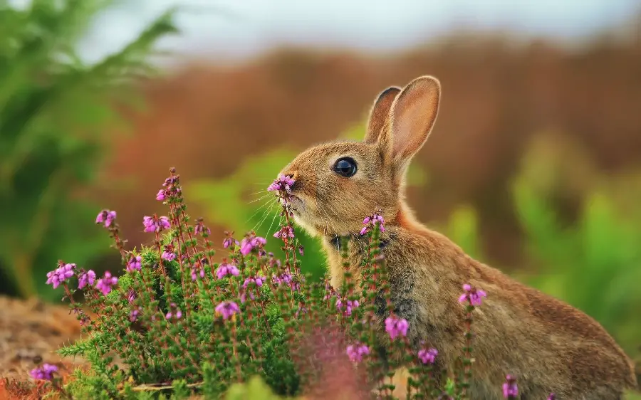 Spectacular Background of a Wild Rabbit in a Half-Full Background