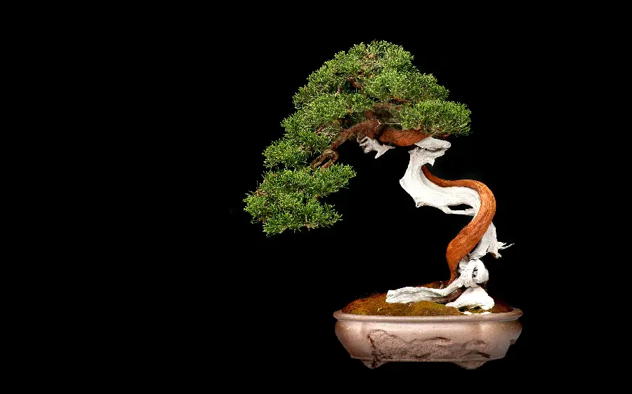  Amazing and beautiful wallpaper of a bonsai tree with a black background 