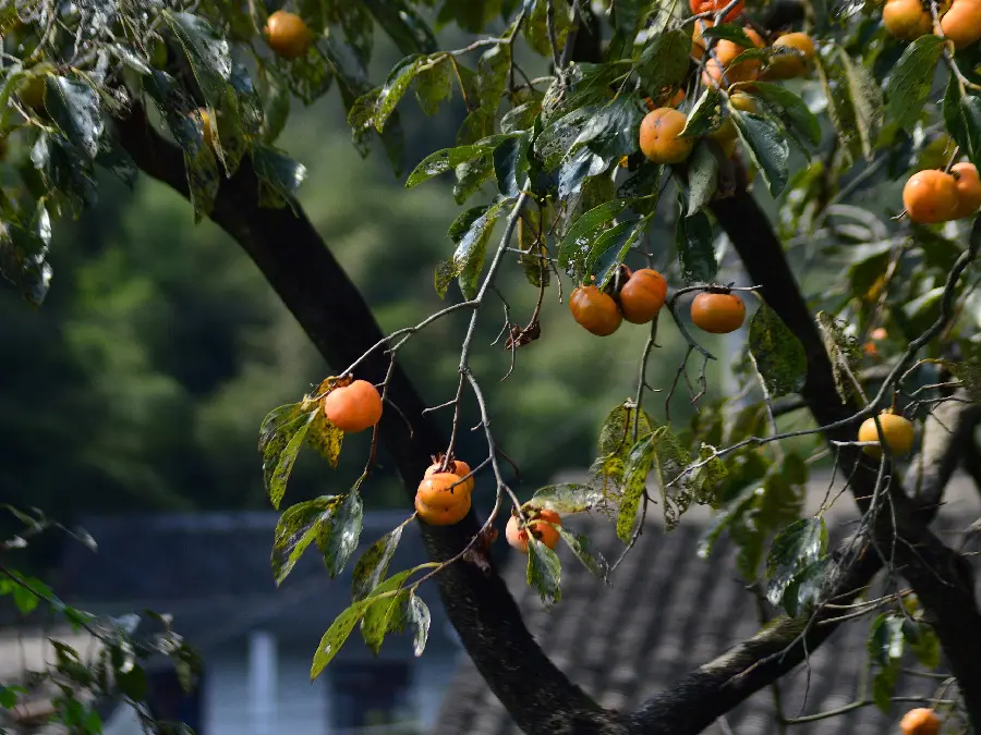 Beautiful and high-quality photo of lush nature and persimmon trees