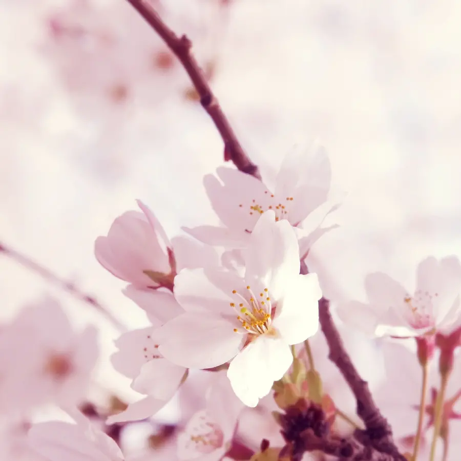 Fantastic and dreamy image of peach blossoms 