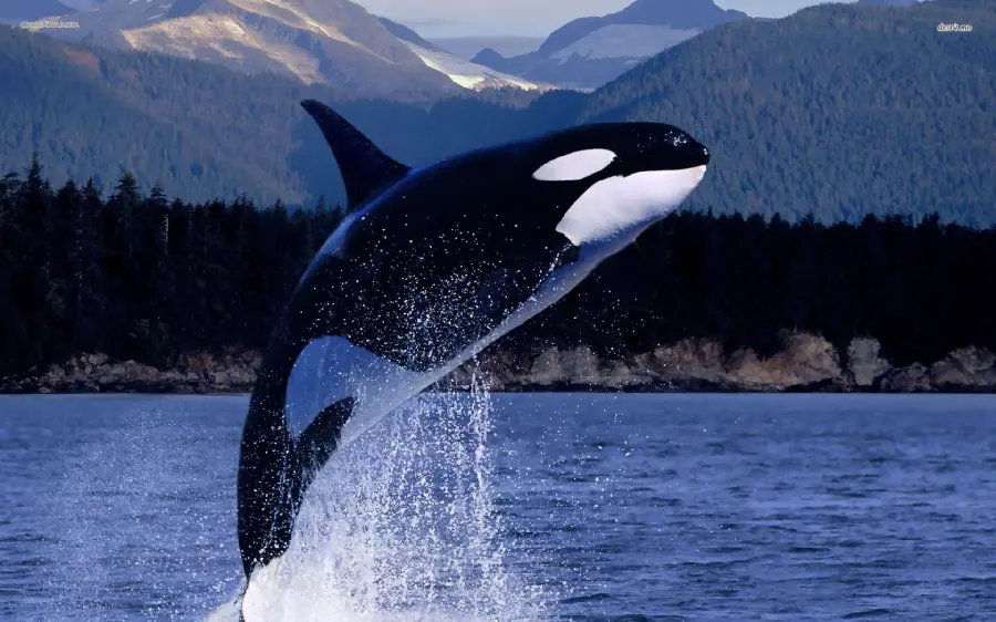 A very beautiful wallpaper of a large killer whale in black and white