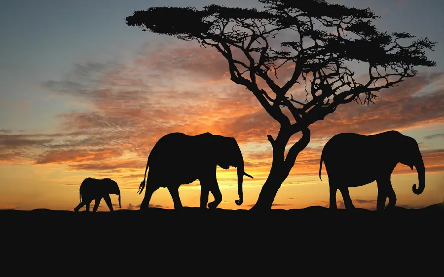 A beautiful and pleasant background of the sunset and the shadow of an elephant and a tree