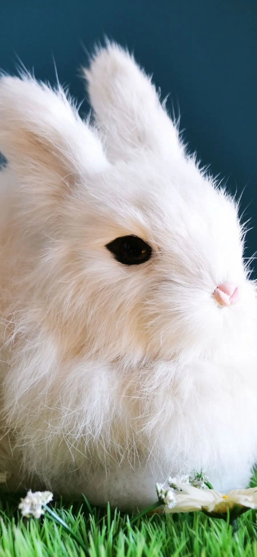 A close-up and stylish view of a normal rabbit with a pink nose